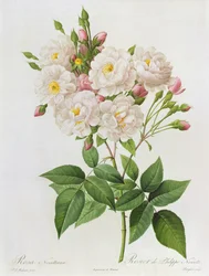 Rosa Noisettiana, from 